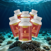 Cetadusse - 6 bottles